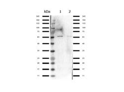 Nrf2 Polyclonal Antibody, Rockland:Antibodies:Primary Antibodies