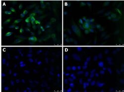 KLF4 Polyclonal Antibody, Rockland 100 &mu;g; Unconjugated:Antibodies,