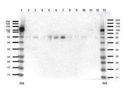 KLF4 Polyclonal Antibody, Rockland 100 &mu;g; Unconjugated:Antibodies,