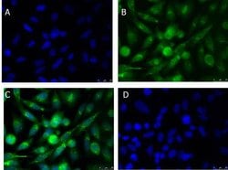 xCT Polyclonal Antibody, Rockland:Antibodies:Primary Antibodies