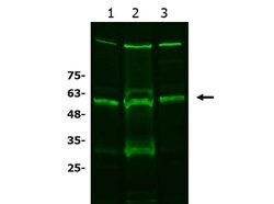 xCT Polyclonal Antibody, Rockland:Antibodies:Primary Antibodies