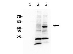 xCT Polyclonal Antibody, Rockland:Antibodies:Primary Antibodies