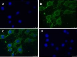 PINK1 truncated Polyclonal Antibody, Rockland:Antibodies:Primary Antibodies