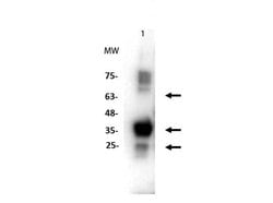PINK1 truncated Polyclonal Antibody, Rockland:Antibodies:Primary Antibodies