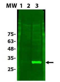 PINK1 truncated Polyclonal Antibody, Rockland:Antibodies:Primary Antibodies