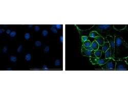 ZO-1 Polyclonal Antibody, Rockland:Antibodies:Primary Antibodies