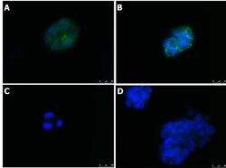 ZO-1 Polyclonal Antibody, Rockland:Antibodies:Primary Antibodies