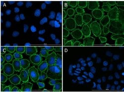 ZO-1 Polyclonal Antibody, Rockland:Antibodies:Primary Antibodies
