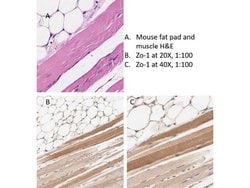 ZO-1 Polyclonal Antibody, Rockland:Antibodies:Primary Antibodies