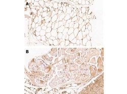 ZO-1 Polyclonal Antibody, Rockland:Antibodies:Primary Antibodies