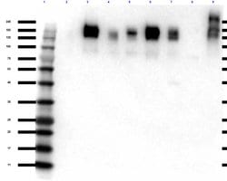ZO-1 Polyclonal Antibody, Rockland:Antibodies:Primary Antibodies