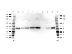 GAPDH Polyclonal Antibody, Rockland 100 &mu;g; Unconjugated:Antibodies,