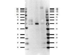 Ffar4 Polyclonal Antibody, Rockland 25 &mu;L; Unconjugated:Antibodies,