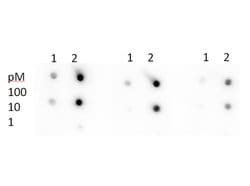 Acetyl-p53 (Lys305) Polyclonal Antibody, Rockland:Antibodies:Primary Antibodies