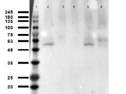 Acetyl-p53 (Lys305) Polyclonal Antibody, Rockland:Antibodies:Primary Antibodies