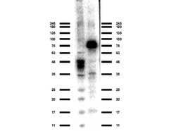 ACSS2 Polyclonal Antibody, Rockland:Antibodies:Primary Antibodies
