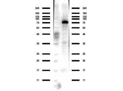 ACSS2 Polyclonal Antibody, Rockland:Antibodies:Primary Antibodies