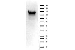 ASAP1 Polyclonal Antibody, Rockland 100 &mu;g | Buy Online | Rockland Immunochemicals | Fisher Scientific