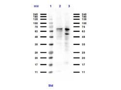 PIAS1 Polyclonal Antibody, Rockland:Antibodies:Primary Antibodies