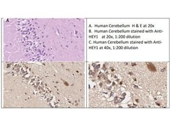 HEY1 Polyclonal Antibody, Rockland 25 &mu;L; Unconjugated:Antibodies, Polyclonal