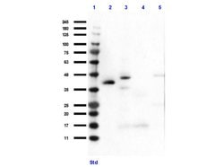 HEY1 Polyclonal Antibody, Rockland 25 &mu;L; Unconjugated:Antibodies, Polyclonal