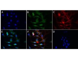 Cytochrome P450 Polyclonal Antibody, Rockland:Antibodies:Primary Antibodies