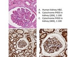 Cytochrome P450 Polyclonal Antibody, Rockland:Antibodies:Primary Antibodies