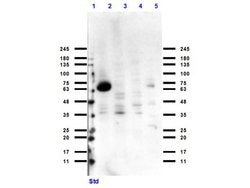 Cytochrome P450 Polyclonal Antibody, Rockland:Antibodies:Primary Antibodies