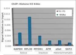 Acetyl-Histone H3 (Lys4)Rabbit anti-C. elegans, Chicken, Drosophila, Human,