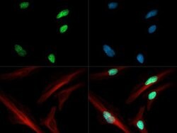 Acetyl-Histone H3 (Lys4)Rabbit anti-C. elegans, Chicken, Drosophila, Human,