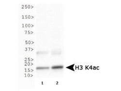 Acetyl-Histone H3 (Lys4)Rabbit anti-C. elegans, Chicken, Drosophila, Human,