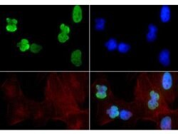 Acetyl-Histone H3 (Lys9, Lys14)Rabbit anti-C. elegans, Chicken, Drosophila,