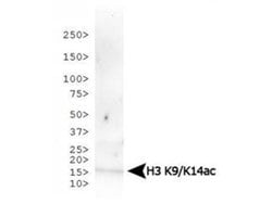Acetyl-Histone H3 (Lys9, Lys14)Rabbit anti-C. elegans, Chicken, Drosophila,