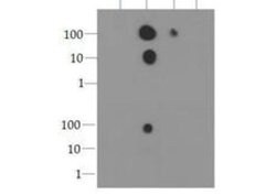 Phospho-Histone H3 (Ser10)Rabbit anti-C. elegans, Chicken, Drosophila,