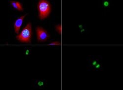 Phospho-Histone H3 (Ser10)Rabbit anti-C. elegans, Chicken, Drosophila,