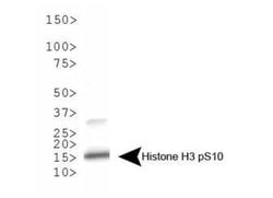 Phospho-Histone H3 (Ser10)Rabbit anti-C. elegans, Chicken, Drosophila,