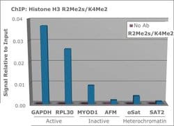 Methyl-Histone H3 (Arg2, Lys4)Rabbit anti-C. elegans, Chicken, Drosophila,