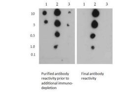 Methyl-Histone H3 (Arg2, Lys4)Rabbit anti-C. elegans, Chicken, Drosophila,
