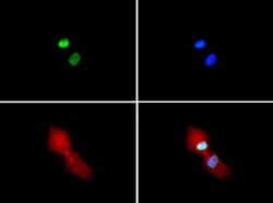 Methyl-Histone H3 (Arg2, Lys4)Rabbit anti-C. elegans, Chicken, Drosophila,