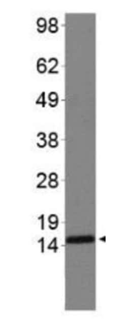 Methyl-Histone H3 (Arg2, Lys4)Rabbit anti-C. elegans, Chicken, Drosophila,