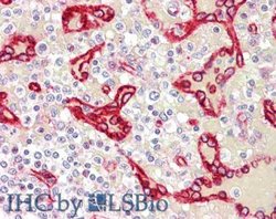 SDPRRabbit anti-Human, Polyclonal, Rockland 100 &mu;g; Unconjugated:Antibodies,