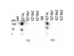 Acetyl-Histone H3 (Lys27)Rabbit anti-C. elegans, Human, Mouse, Rat, Polyclonal,