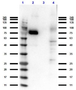 RON Polyclonal Antibody, Rockland 100 &mu;g | Buy Online | Rockland Immunochemicals | Fisher Scientific