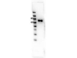 RON Polyclonal Antibody, Rockland 100 &mu;g | Buy Online | Rockland Immunochemicals | Fisher Scientific