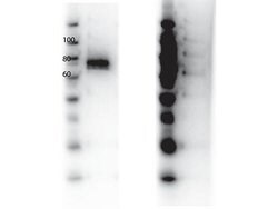 RON Polyclonal Antibody, Rockland:Antibodies:Primary Antibodies