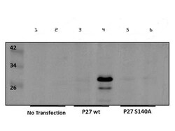 Phospho-p27 kip1 (Ser140) Polyclonal Antibody, Rockland:Antibodies:Primary