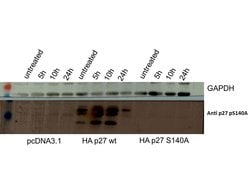 Phospho-p27 kip1 (Ser140) Polyclonal Antibody, Rockland:Antibodies:Primary