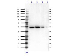 TGF beta Receptor 1 Polyclonal Antibody, Rockland 25 &mu;L; Unconjugated:Antibodies,
