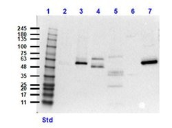 Caspase 12 Polyclonal Antibody, Rockland 100 &mu;g; Unconjugated:Antibodies,