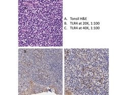 TLR4 Polyclonal Antibody, Rockland:Antibodies:Primary Antibodies